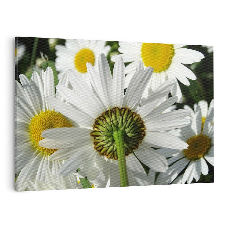 Obraz na płótnie 100x70 - Stokrotki w pełnym rozkwicie - stokrotki, kwiaty