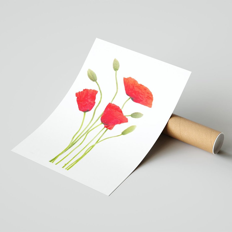 Plakat bez ramy 40x50 - Pola maków w pełnym kolorze - maki, kwiaty