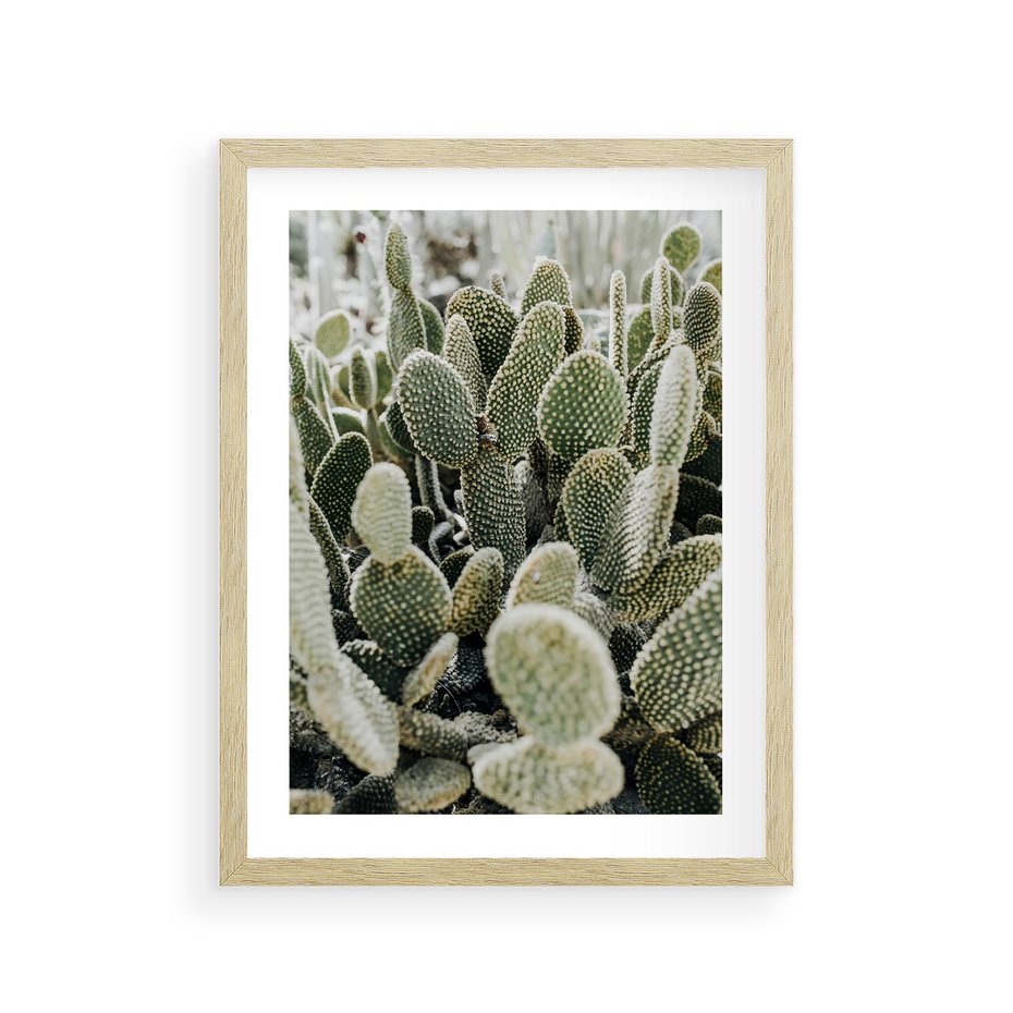 Plakat w ramie 30x40 - Kaktusowa Harmonia - kaktusy, fotografia - rama drewno