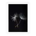 Plakat bez ramy 21x30 - Delikatność Wiatru - dmuchawce, makro