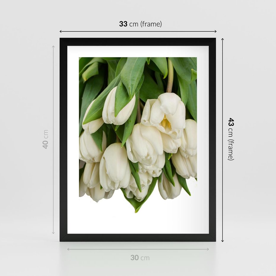 Plakat w ramie 30x40 - Białe tulipany w pełnym rozkwicie - białe, tulipany - rama czarna