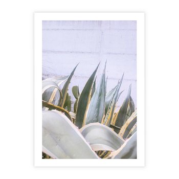 Plakat bez ramy 30x40 - Sukulentowe liście - liście, sukulenty