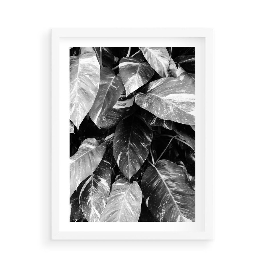 Plakat w ramie 50x70 - Liście w Czarno-Białej Fotografii - liście, roślina - rama biała