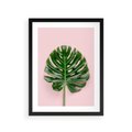 Plakat w ramie 30x40 - Monstera w Różowym Świetle - liść monstery, różowe tło - rama czarna