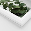 Plakat w ramie 40x50 - Zielone eukaliptusy - eukaliptus, liście - rama biała