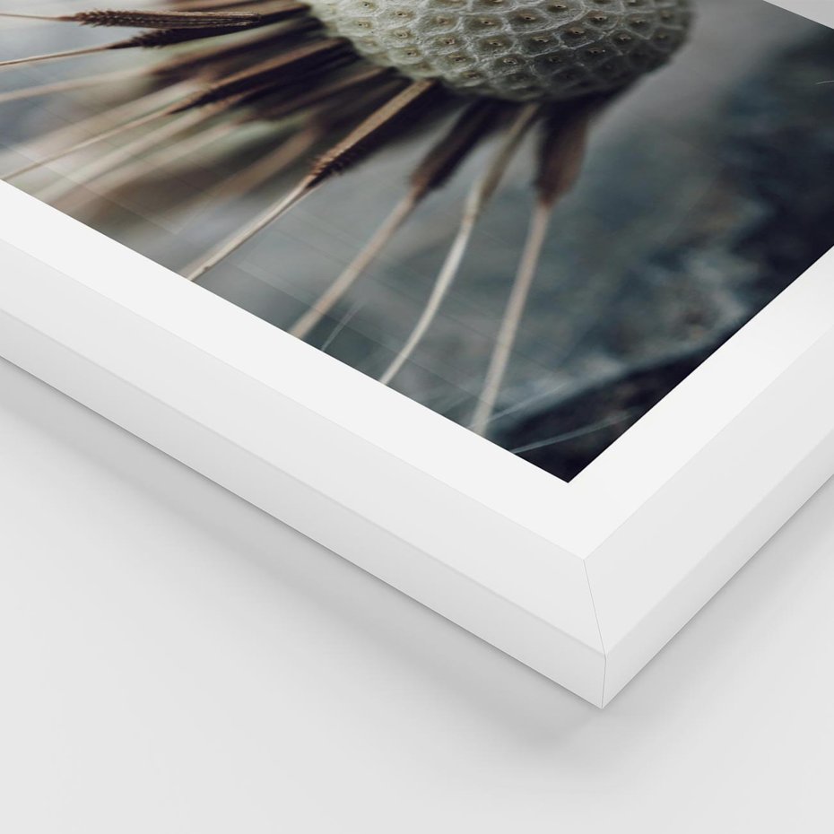 Plakat w ramie 30x40 - Makro Dmuchawiec - dmuchawiec, zbliżenie - rama biała