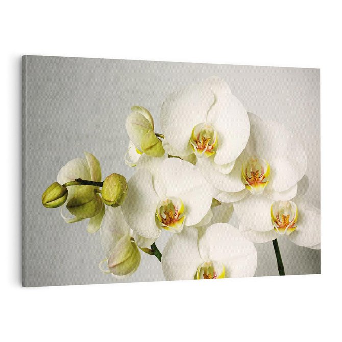 Obraz na płótnie 100x70 - Elegancka uroda orchidei - orchidea, kwiaty