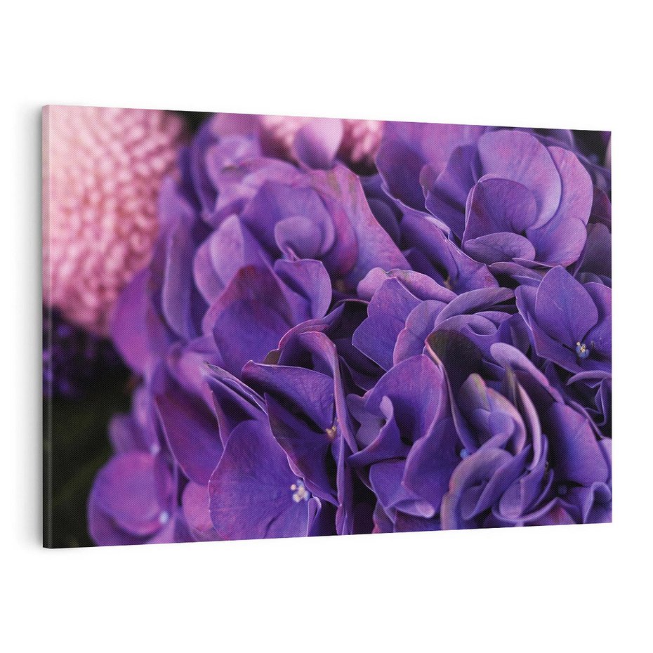 Obraz na płótnie 100x70 - Fioletowa hortensja - kwiaty, hortensja