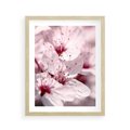Plakat w ramie 40x50 - Kwitnąca Wiśnia - kwiaty, kwitnąca - rama drewno