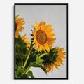 Obraz w ramie 70x100 - Słoneczna Radość - fotografia, żółte słoneczniki - rama czarna