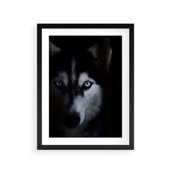 Plakat w ramie 30x40 - Wilk i husky: siła przyjaźni - wilk, husky - rama czarna