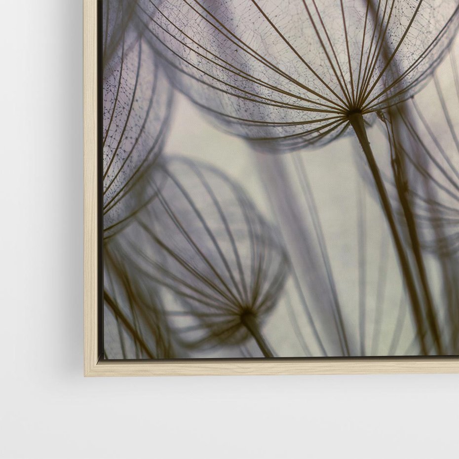 Obraz w ramie 80x80 - Makro dmuchawiec - piękno drobnych detali - dmuchawce, makro - rama drewno