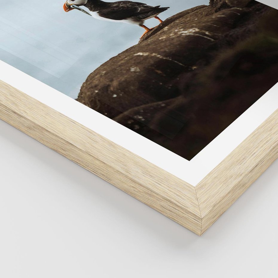 Plakat w ramie 40x50 - Portret Ptaka Morskiego - maskonur, ptak - rama drewno