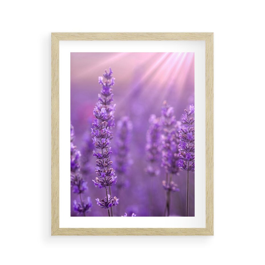 Plakat w ramie 40x50 - Fioletowa harmonia lawendy - lawenda, fiolet - rama drewno