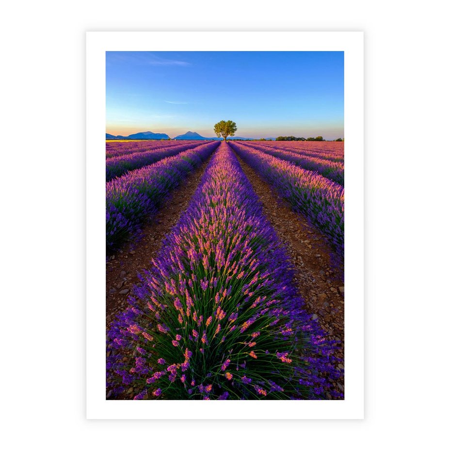 Plakat bez ramy 50x70 - Fioletowa Magia - pole, lawendy