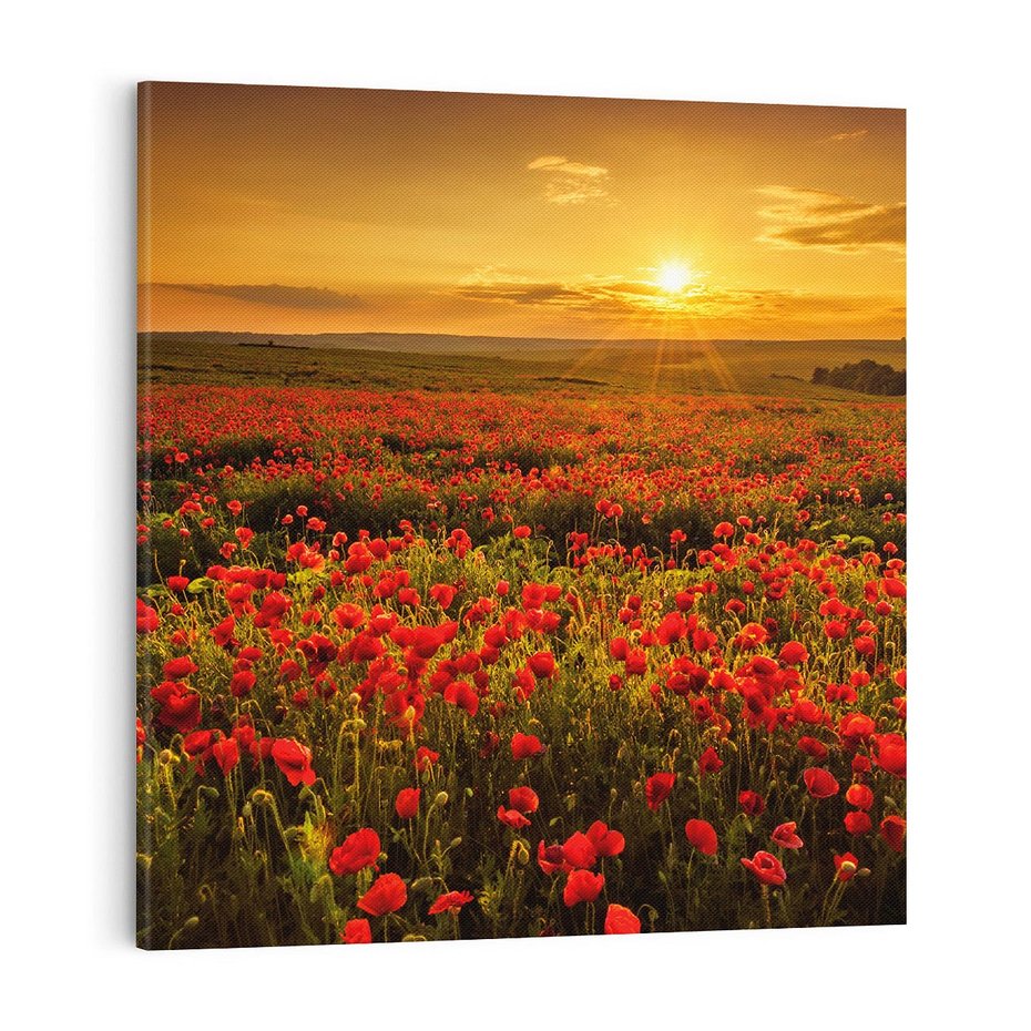 Obraz na płótnie 70x70 - Makowe uczucia - maki, kwiaty