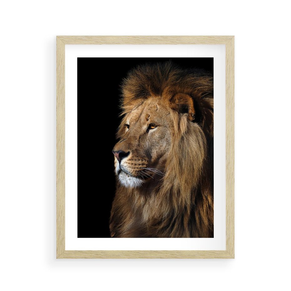 Plakat w ramie 40x50 - Władca Dzikiej Przyrody - lew, król - rama drewno