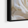 Obraz w ramie 50x50 - Białe róże piękności - białe, róże - rama czarna