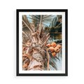 Plakat w ramie 50x70 - Tropikalna Palma: Fotografia z Kokosami - palma kokosowa, kokosy - rama czarna