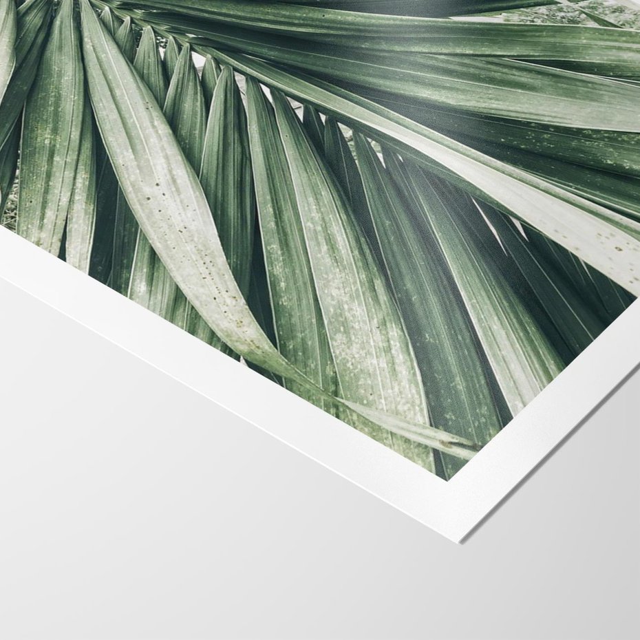 Plakat bez ramy 21x30 - Spokojna Piękność Palmowych Liści - palma, liście palmy
