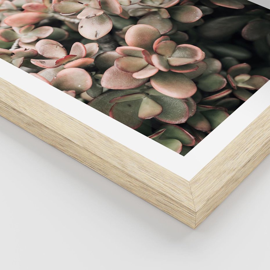 Plakat w ramie 40x50 - Sukulentowa Prostota - sukulenty, zielone liście - rama drewno