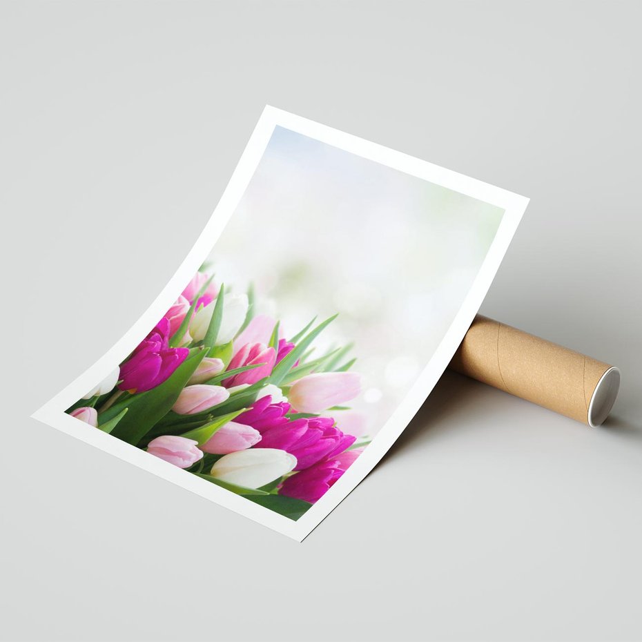 Plakat bez ramy 40x50 - Tulipany w pełnym rozkwicie - tulipany, kwiaty