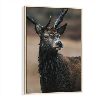 Obraz w ramie 50x70 - Spokojny jeleń - jeleń, las - rama drewno