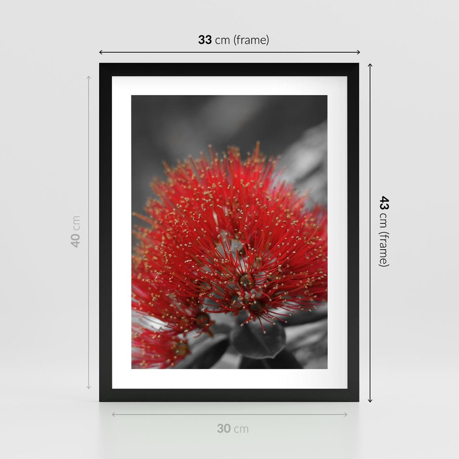 Plakat w ramie 30x40 - Ukwiał na rafie koralowej - ukwiał, rafa - rama czarna