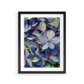 Plakat w ramie 30x40 - Hortensja - delikatność kwiatów - hortensja, kwiaty - rama czarna