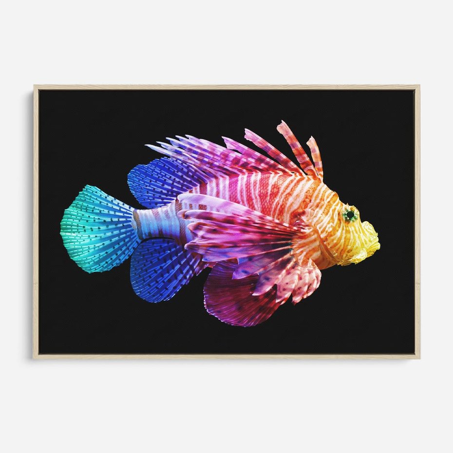 Obraz w ramie 70x50 - Tęczowa Piękność - kolorowa tęczowa ryba, mocny akcent na czarnym tle - rama drewno