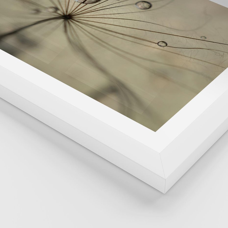 Plakat w ramie 40x50 - Delikatność dmuchawców - dmuchawce, krople - rama biała