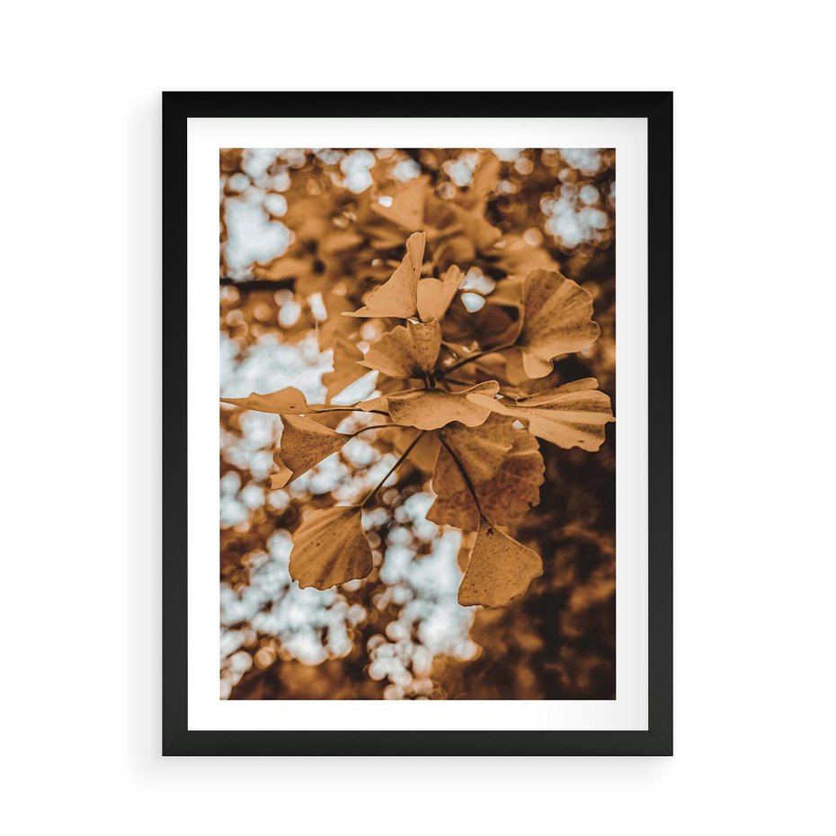 Plakat w ramie 50x70 - Nostalgiczny Miłorząb - miłorząb, liście - rama czarna