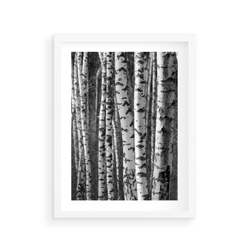 Plakat w ramie 30x40 - Kontrast Monochromatyczny - brzozy, czarno - rama biała