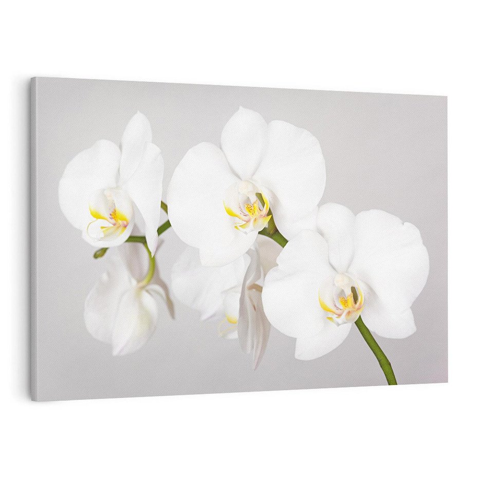 Obraz na płótnie 100x70 - kwiatowy urok - orchidea, kwiat