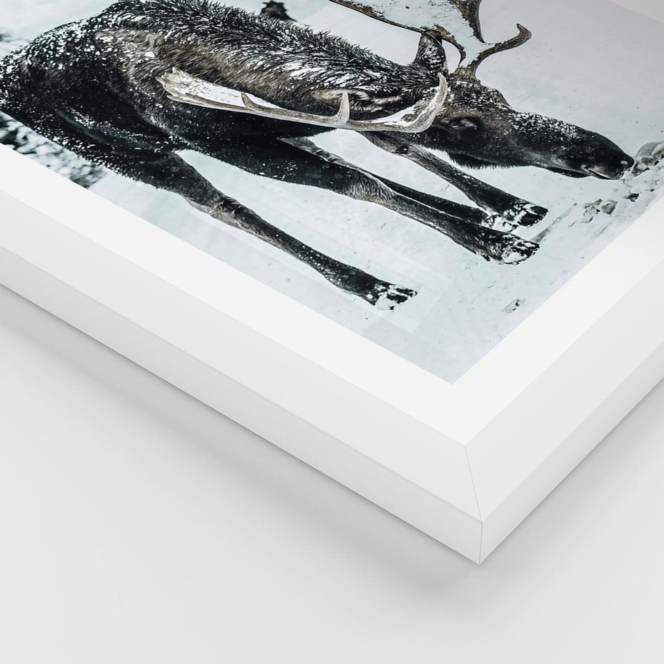 Plakat w ramie 40x50 - Zimowy Portret Łosia - łoś w zimowej scenerii - rama biała