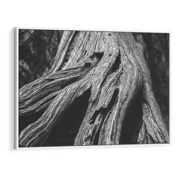 Obraz w ramie 70x50 - Siła Natury - czarno biała fotografia, korzenie wielkiego drzewa - rama biała
