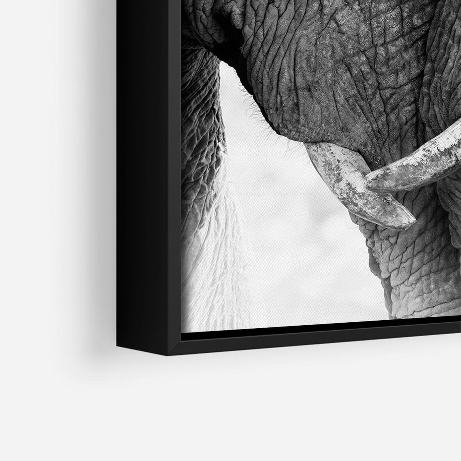 Obraz w ramie 50x50 - Spotkanie Mądrości - fotografia czarno biała, dwa słonie - rama czarna