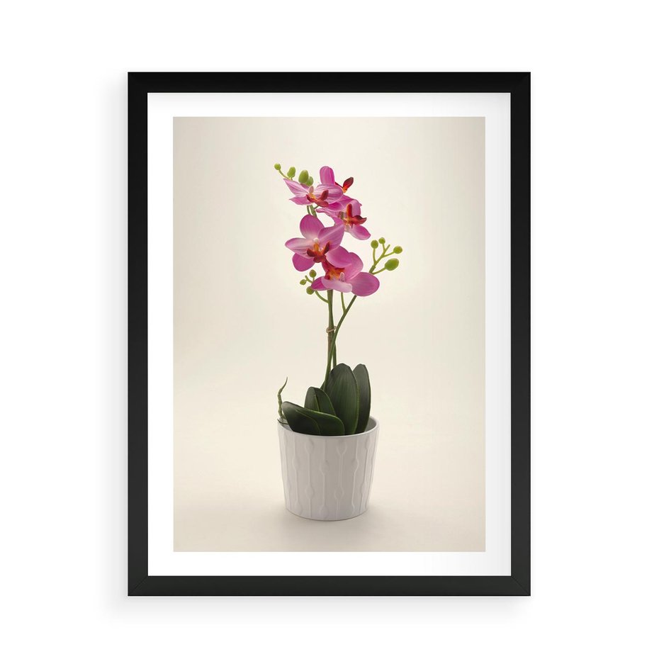 Plakat w ramie 50x70 - Delikatność storczyka orchidei - storczyk, orchidea - rama czarna