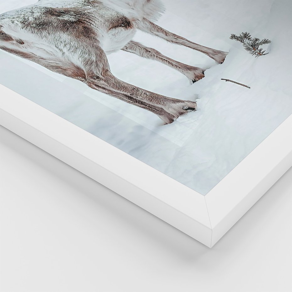 Zestaw obrazy w ramie 50x70 galeria - Zimowy, widok, renifer - rama biała