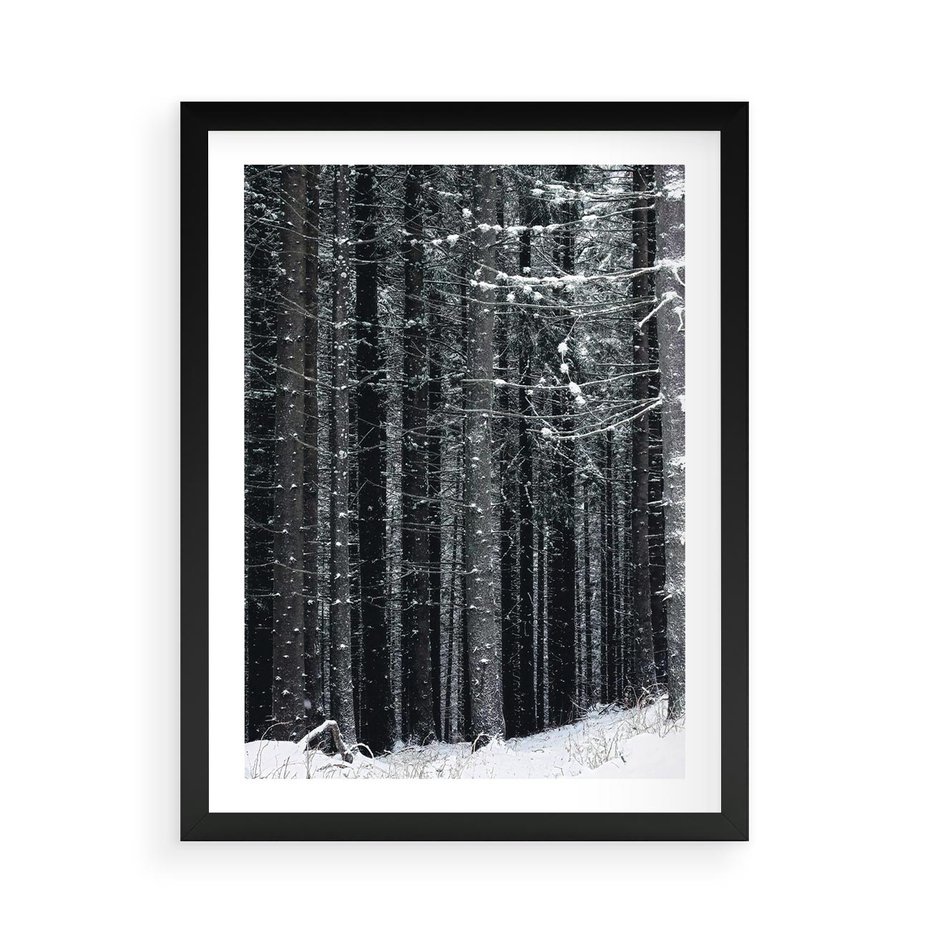 Plakat w ramie 50x70 - Leśna Cisza: Malowniczy Pejzaż Zimą - las zimą, ośnieżone pnie drzew - rama czarna