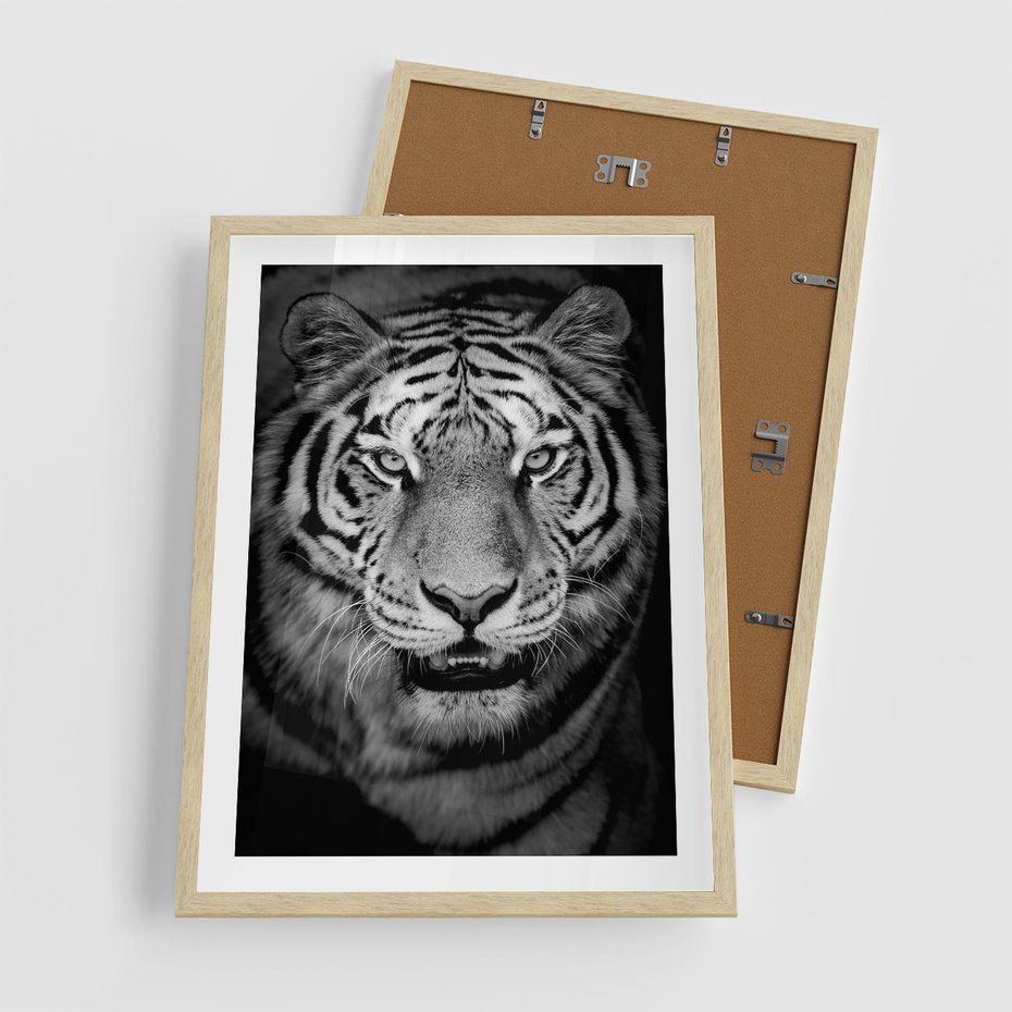Plakat w ramie 50x70 - Tygrys Czarno-Biały: Siła i Delikatność - tygrys, czarno - rama drewno