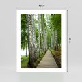 Plakat bez ramy 40x50 - Spacer ścieżką przez brzozowy las - las, ścieżka