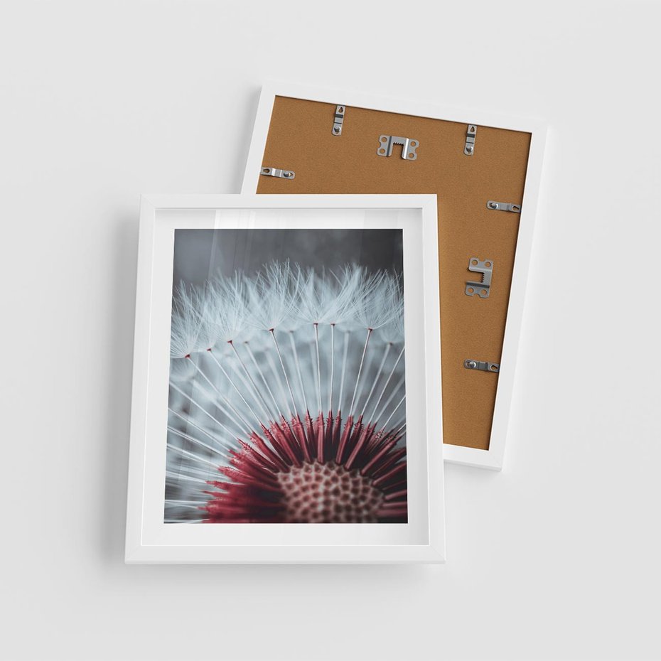 Plakat w ramie 40x50 - Dmuchawiec w Detalu - dmuchawiec, zdjęcie makro - rama biała