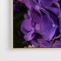 Obraz w ramie 50x50 - Fioletowa hortensja - kwiaty, hortensja - rama drewno