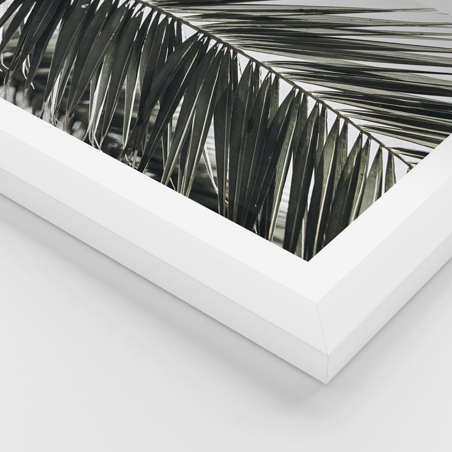 Plakat w ramie 40x50 - Liść Palmy: Egzotyczny Detal Natury - palma, liść palmy - rama biała