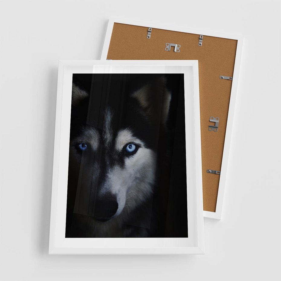 Plakat w ramie 50x70 - Wilk i husky: siła przyjaźni - wilk, husky - rama biała