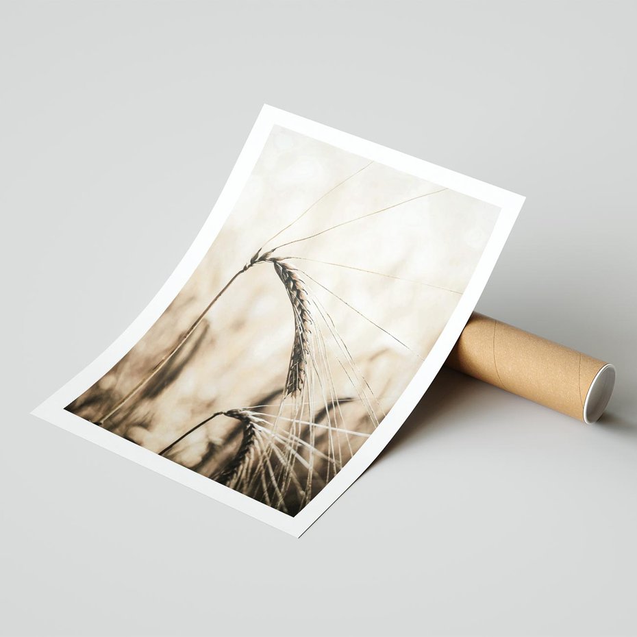 Plakat bez ramy 21x30 - Źdźbło Pszenicy: Blisko Natury - źdźbło pszenicy, pszenica