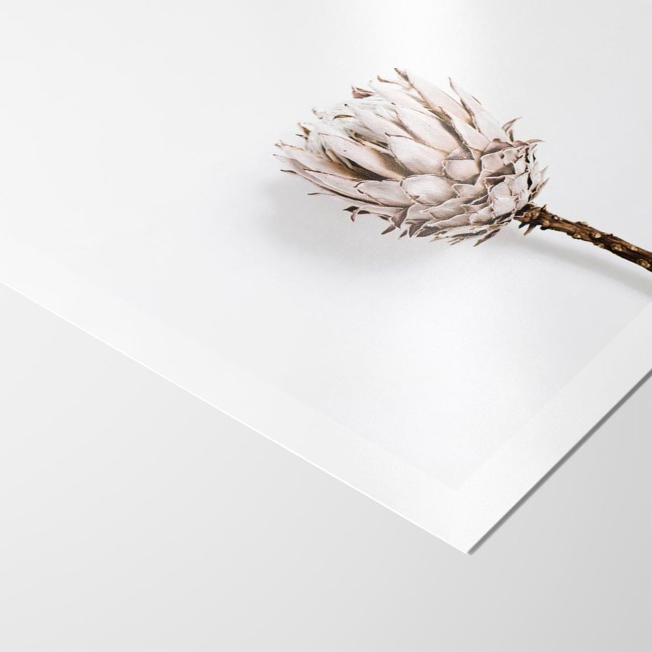 Plakat bez ramy 40x50 - Suszona Roślina na Białym Tle - minimalizm, suszona roślina