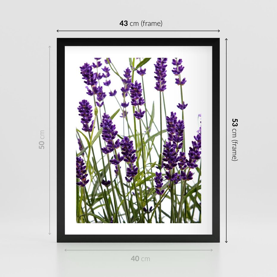 Plakat w ramie 40x50 - Fioletowa harmonia lawendy - lawenda, fiolet - rama czarna