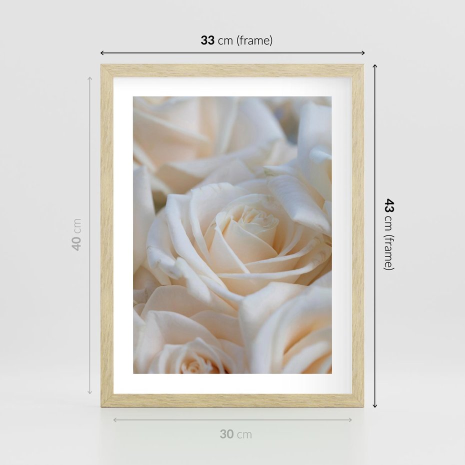 Plakat w ramie 30x40 - Białe róże piękności - białe, róże - rama drewno